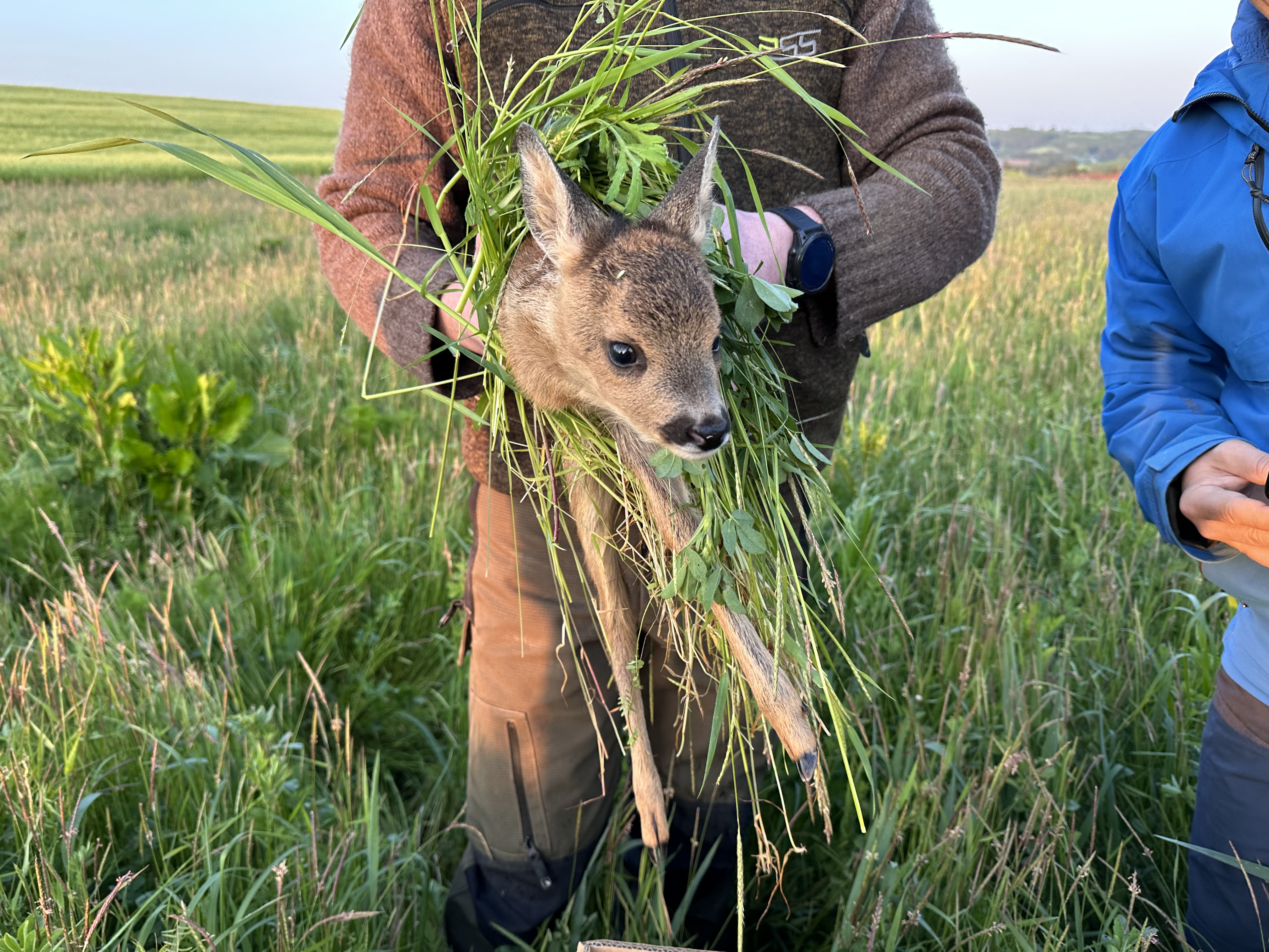 Aktuelles_0523_Kitzrettung_Mai (8)