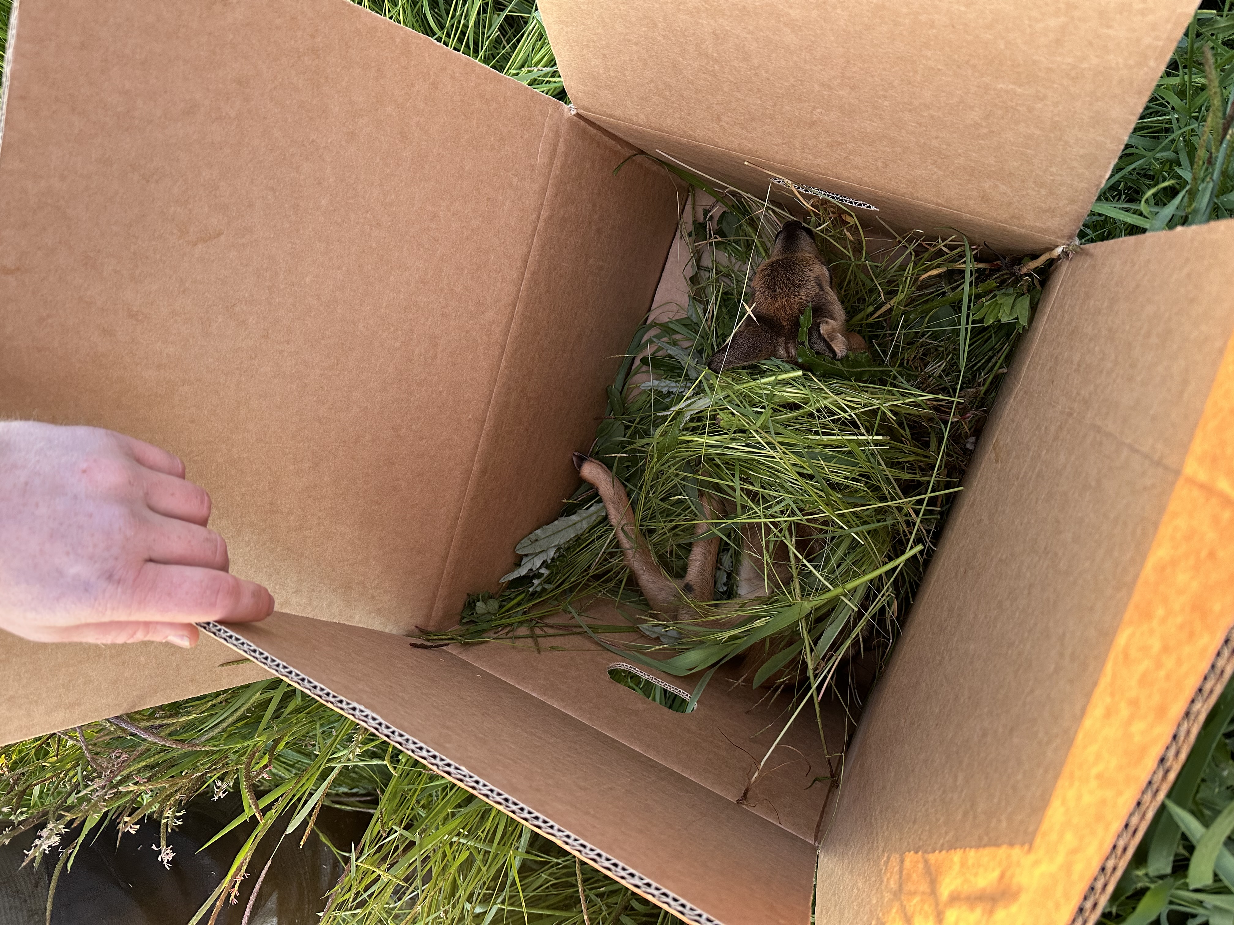 Aktuelles_0523_Kitzrettung_Mai (16)