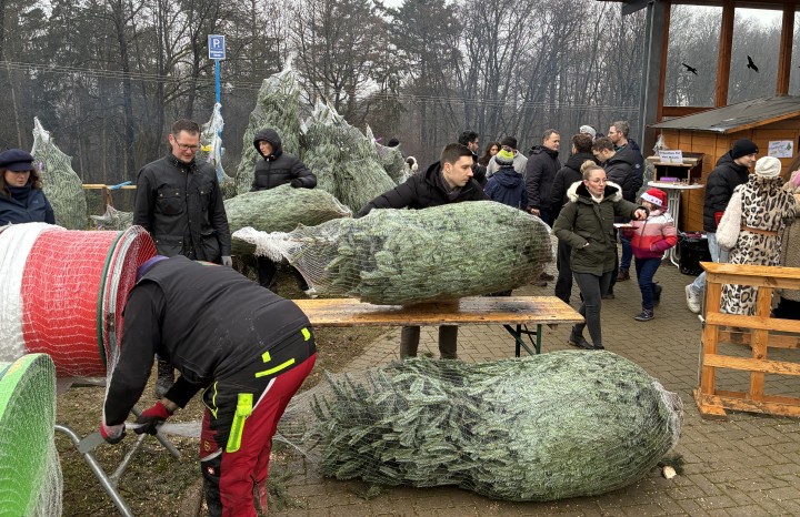 Medialine-Weihnachtsbaumschlagen 2025