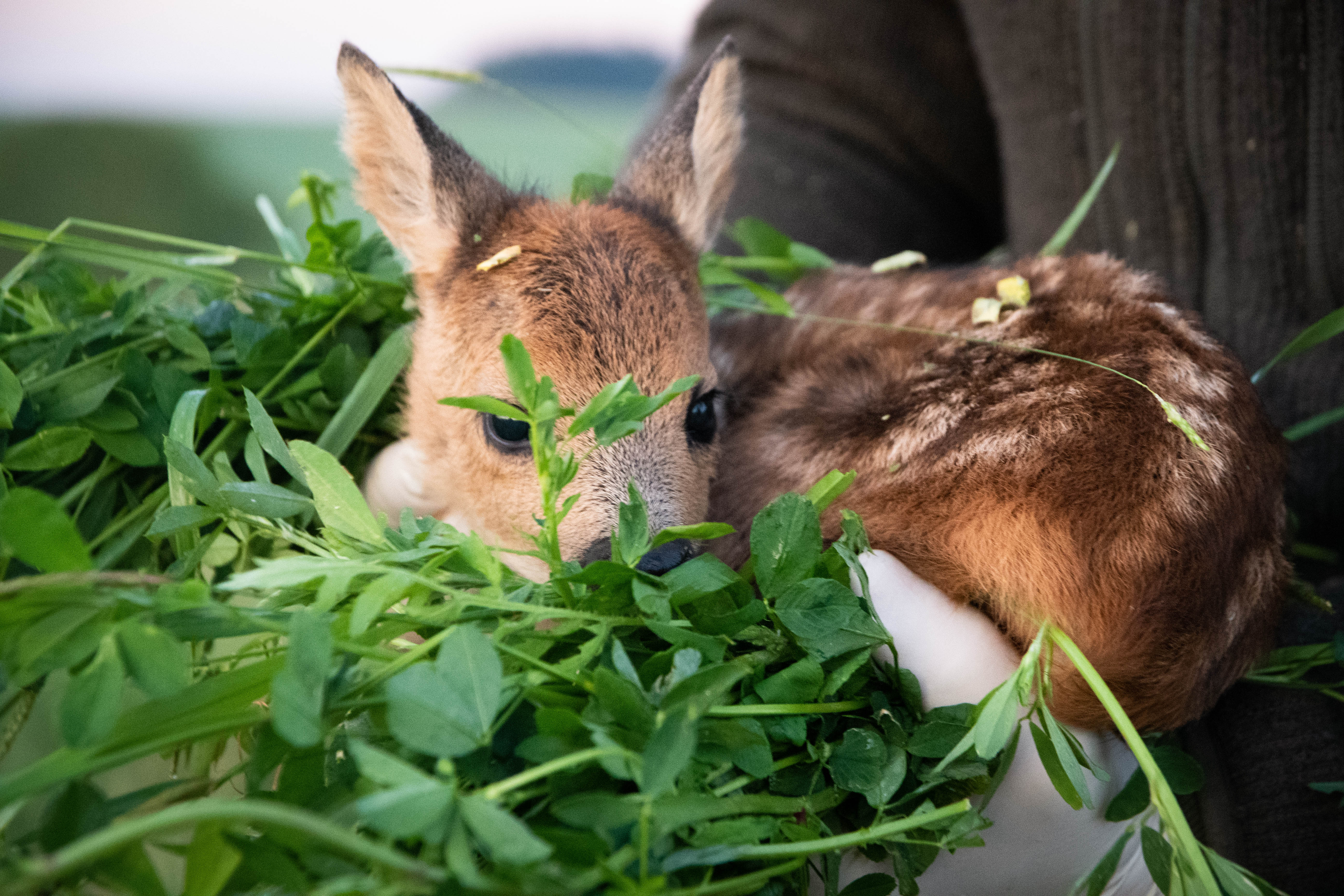 Kitzrettung und Lebensraum