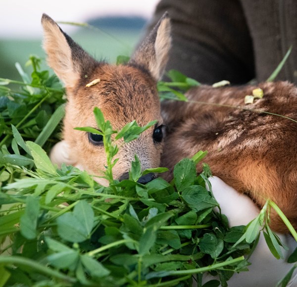 Kitzrettung und Lebensraum